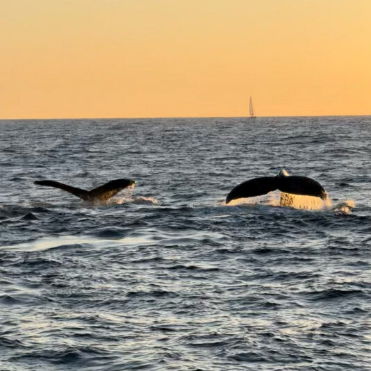 06603F52-C702-4AD8-AFE4-60A0D467A8C6