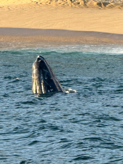 43533282-F6A1-4413-8A92-3DC0D95CBEFC